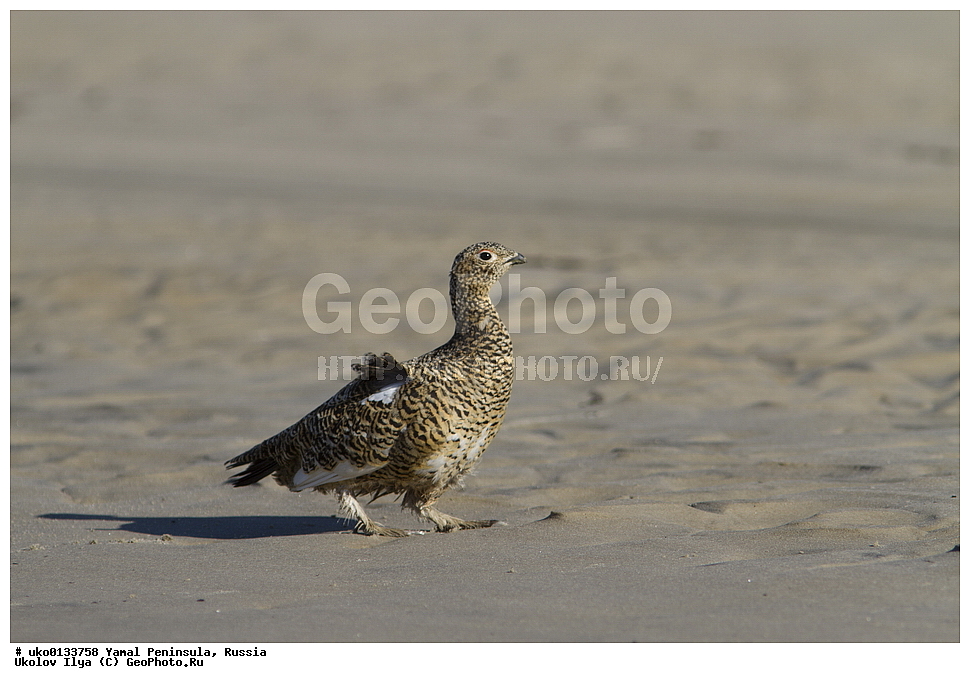 �������, ��������, ����, �����-�������� ���������� �����, ��������� �������, �������� ������, �������-��������� �����������, ���������, ����������, ��������, ������, ��������, ��������, �����, �����, ��������, �����������, XYZ, �����������, Tetraonidae, ����� ���������,  Lagopus lagopus