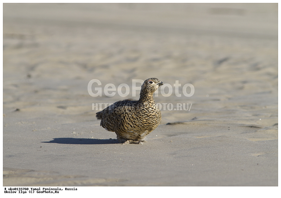 �������, ��������, ����, �����-�������� ���������� �����, ��������� �������, �������� ������, �������-��������� �����������, ���������, ����������, ��������, ������, ��������, ��������, �����, �����, ��������, �����������, XYZ, �����������, Tetraonidae, ����� ���������,  Lagopus lagopus