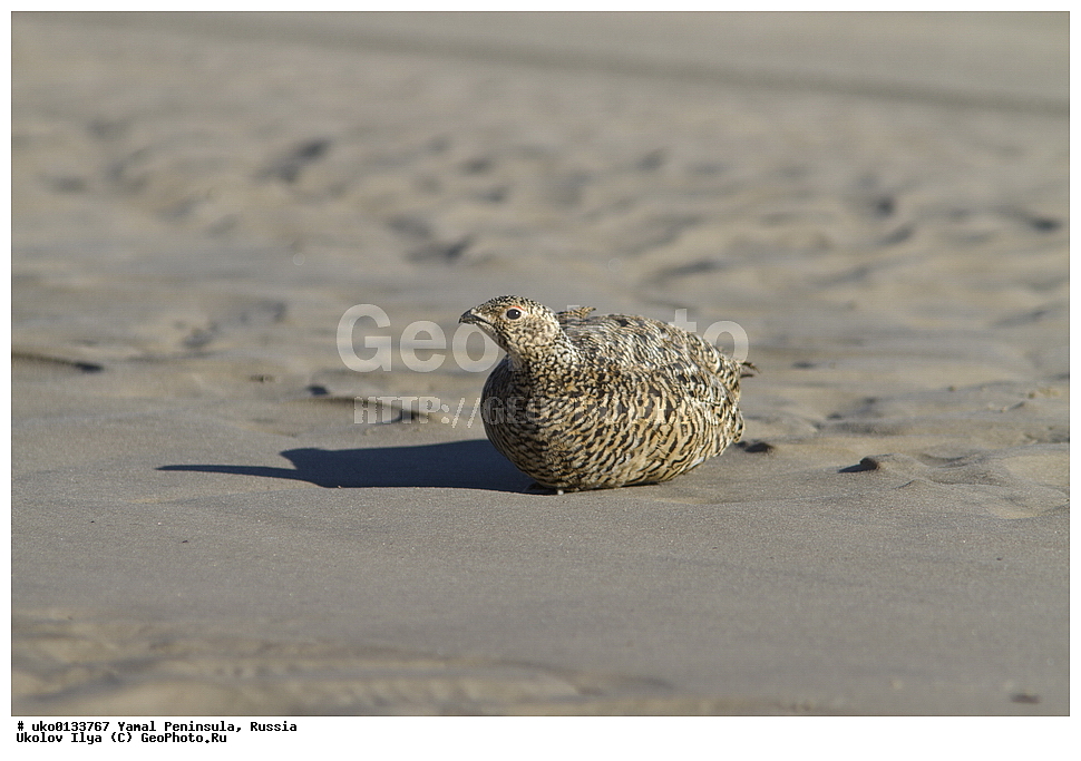 �������, ��������, ����, �����-�������� ���������� �����, ��������� �������, �������� ������, �������-��������� �����������, ���������, ����������, ��������, ������, ��������, ��������, �����, �����, ��������, �����������, XYZ, �����������, Tetraonidae, ����� ���������,  Lagopus lagopus