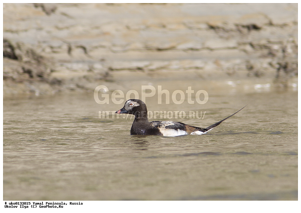 �������, ��������, ����, �����-�������� ���������� �����, ��������� �������, �������� ������, �������-��������� �����������, ���������, ����������, ��������, ������, ��������, ��������, �����, �����, ��������, �����������, �����������������, ������������� �����, ������������� �����, XYZ, ������, Anatidae, �������, Clangula hyemalis