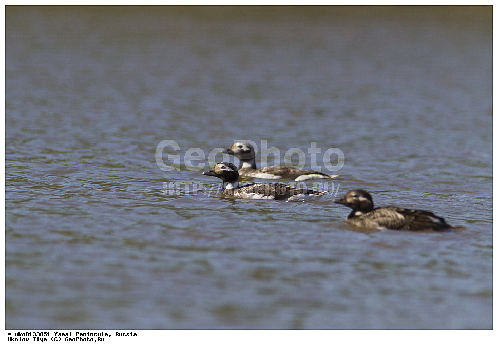 �������, ��������, ����, �����-�������� ���������� �����, ��������� �������, �������� ������, �������-��������� �����������, ���������, ����������, ��������, ������, ��������, ��������, �����, �����, ��������, �����������, �����������������, ������������� �����, ������������� �����, XYZ, ������, Anatidae, �������, Clangula hyemalis