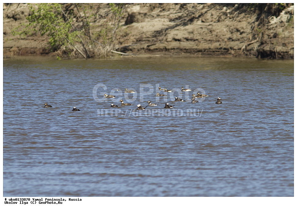 �������, ��������, ����, �����-�������� ���������� �����, ��������� �������, �������� ������, �������-��������� �����������, ���������, ����������, ��������, ������, ��������, ��������, �����, �����, ��������, �����������, �����������������, ������������� �����, ������������� �����, XYZ, ������, Anatidae, �������, Clangula hyemalis