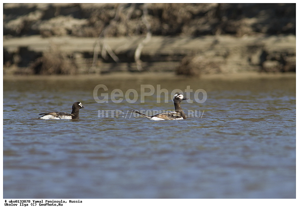 �������, ��������, ����, �����-�������� ���������� �����, ��������� �������, �������� ������, �������-��������� �����������, ���������, ����������, ��������, ������, ��������, ��������, �����, �����, ��������, �����������, �����������������, ������������� �����, ������������� �����, XYZ, ������, Anatidae, �������, Clangula hyemalis