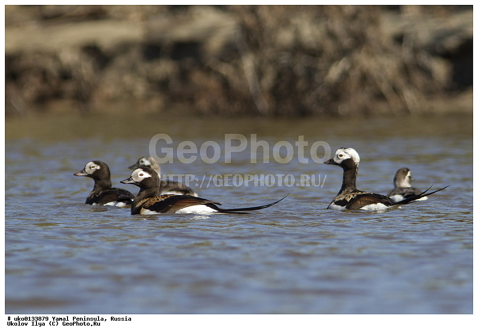 �������, ��������, ����, �����-�������� ���������� �����, ��������� �������, �������� ������, �������-��������� �����������, ���������, ����������, ��������, ������, ��������, ��������, �����, �����, ��������, �����������, �����������������, ������������� �����, ������������� �����, XYZ, ������, Anatidae, �������, Clangula hyemalis