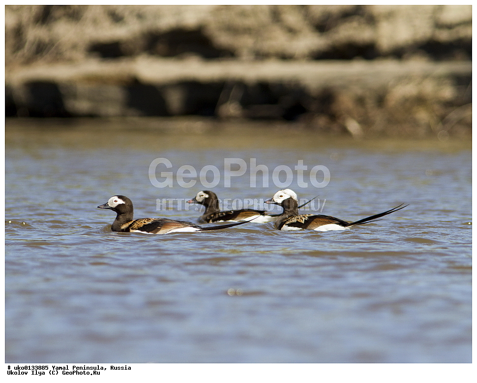 �������, ��������, ����, �����-�������� ���������� �����, ��������� �������, �������� ������, �������-��������� �����������, ���������, ����������, ��������, ������, ��������, ��������, �����, �����, ��������, �����������, �����������������, ������������� �����, ������������� �����, XYZ, ������, Anatidae, �������, Clangula hyemalis