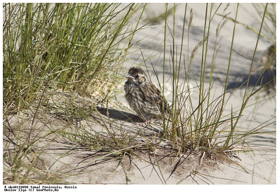 �������, ��������, ����, �����-�������� ���������� �����, ��������� �������, �������� ������, �������-��������� �����������, ���������, ����������, ��������, ������, ��������, ��������, �����, �����, ��������, �����������, XYZ, ����������, Emberizidae, �������-������, Emberiza pusilla