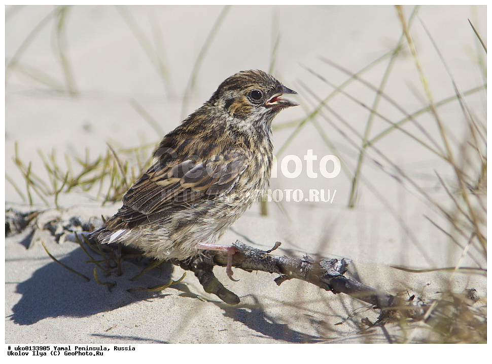 �������, ��������, ����, �����-�������� ���������� �����, ��������� �������, �������� ������, �������-��������� �����������, ���������, ����������, ��������, ������, ��������, ��������, �����, �����, ��������, �����������, XYZ, ����������, Emberizidae, �������-������, Emberiza pusilla