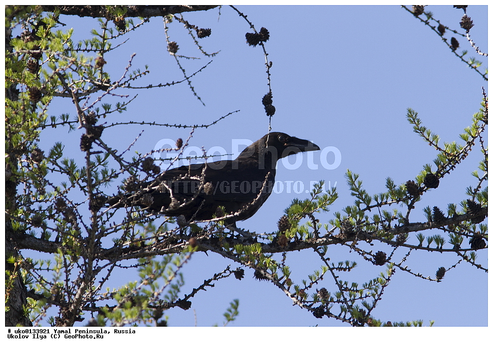 �������, ��������, ����, �����-�������� ���������� �����, ��������� �������, �������� ������, �������-��������� �����������, ���������, ����������, ��������, ������, ��������, ��������, �����, �����, ��������, �����������, XYZ, ��������, ���������, Corvidae, �����, Corvus corax