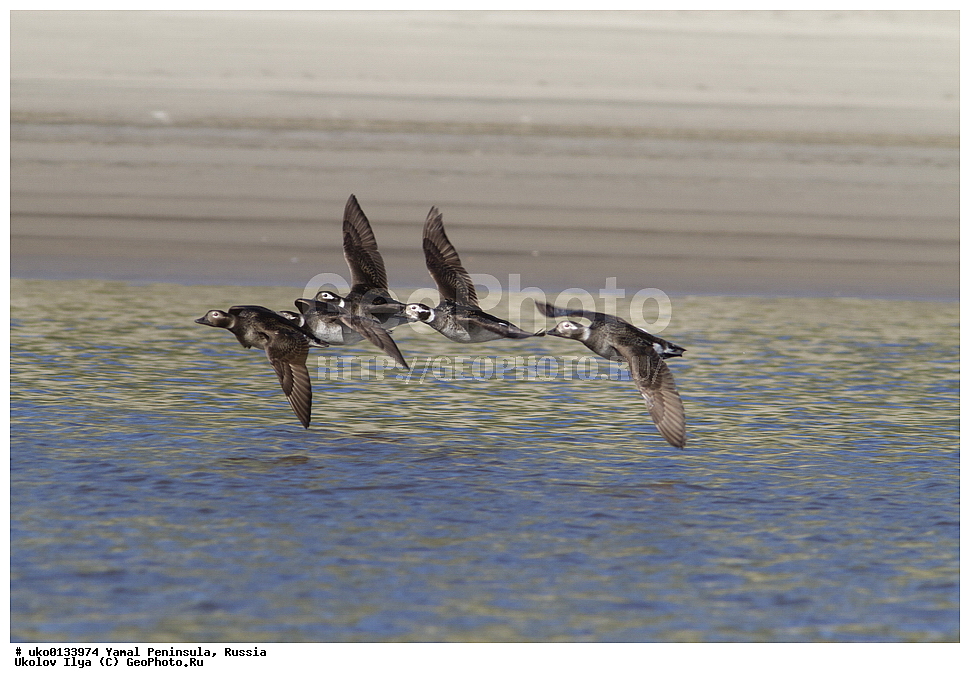 �������, ��������, ����, �����-�������� ���������� �����, ��������� �������, �������� ������, �������-��������� �����������, ���������, ����������, ��������, ������, ��������, ��������, �����, �����, ��������, �����������, �����������������, ������������� �����, ������������� �����, XYZ, ������, Anatidae, �������, Clangula hyemalis