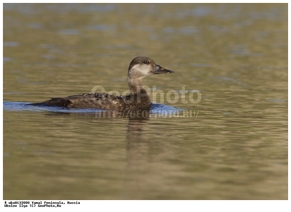  �������, ��������, ����, �����-�������� ���������� �����, ��������� �������, �������� ������, �������-��������� �����������, ���������, ����������, ��������, ������, ��������, ��������, �����, �����, ��������, �����������, �����������������, ������������� �����, ������������� �����, XYZ, ������, Anatidae, ������,  Melanitta nigra