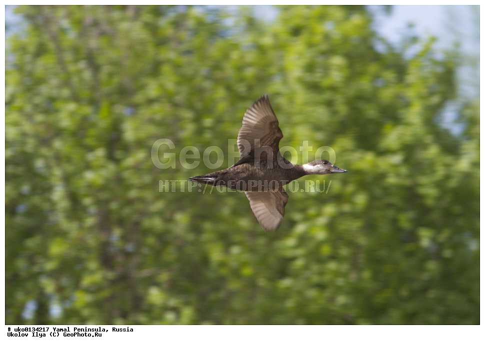  �������, ��������, ����, �����-�������� ���������� �����, ��������� �������, �������� ������, �������-��������� �����������, ���������, ����������, ��������, ������, ��������, ��������, �����, �����, ��������, �����������, �����������������, ������������� �����, ������������� �����, XYZ, ������, Anatidae, ������,  Melanitta nigra