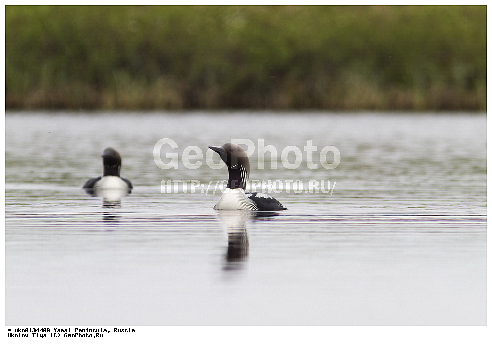 �������, ��������, ����, �����-�������� ���������� �����, ��������� �������, �������� ������, �������-��������� �����������, ���������, ����������, ��������, ������, ��������, ��������, �����, �����, ��������, �����������, ������� �����, ������� �����, XYZ, ���������, Gaviidae, ���������� ������, Gavia arctica