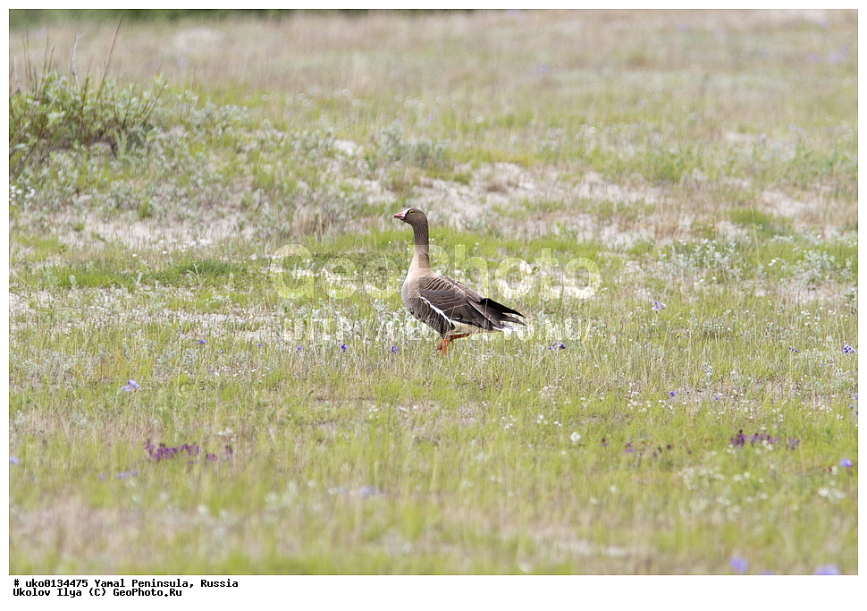 �������, ��������, ����, �����-�������� ���������� �����, ��������� �������, �������� ������, �������-��������� �����������, ���������, ����������, ��������, ������, ��������, ��������, �����, �����, ��������, �����������, �����������������, ������������� �����, ������������� �����, XYZ, ������, Anatidae, ���������, Anser erythropus