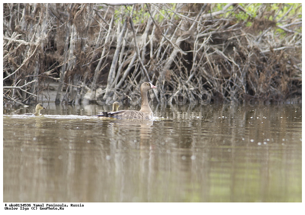 �������, ��������, ����, �����-�������� ���������� �����, ��������� �������, �������� ������, �������-��������� �����������, ���������, ����������, ��������, ������, ��������, ��������, �����, �����, ��������, �����������, �����������������, ������������� �����, ������������� �����, XYZ, ������, Anatidae, ���������, Anser erythropus