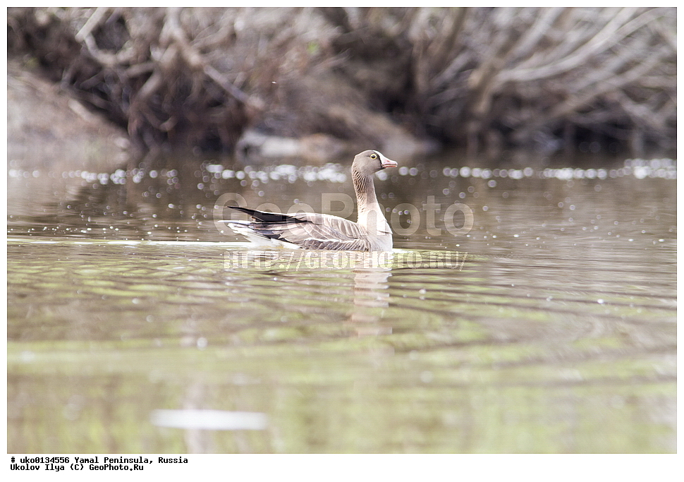 �������, ��������, ����, �����-�������� ���������� �����, ��������� �������, �������� ������, �������-��������� �����������, ���������, ����������, ��������, ������, ��������, ��������, �����, �����, ��������, �����������, �����������������, ������������� �����, ������������� �����, XYZ, ������, Anatidae, ���������, Anser erythropus