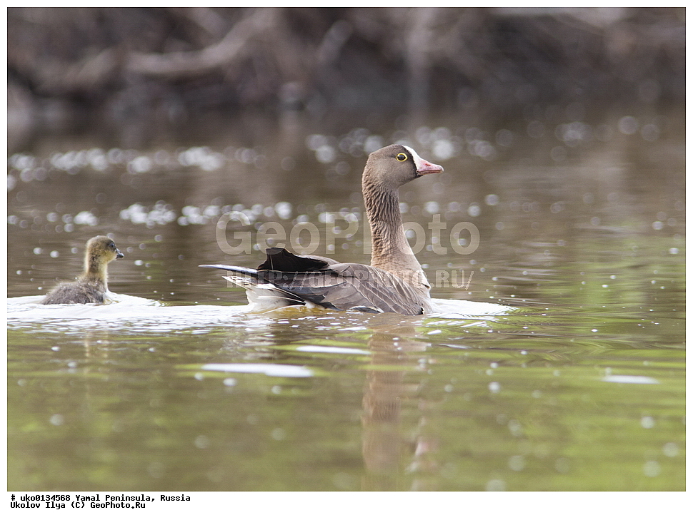 �������, ��������, ����, �����-�������� ���������� �����, ��������� �������, �������� ������, �������-��������� �����������, ���������, ����������, ��������, ������, ��������, ��������, �����, �����, ��������, �����������, �����������������, ������������� �����, ������������� �����, XYZ, ������, Anatidae, ���������, Anser erythropus