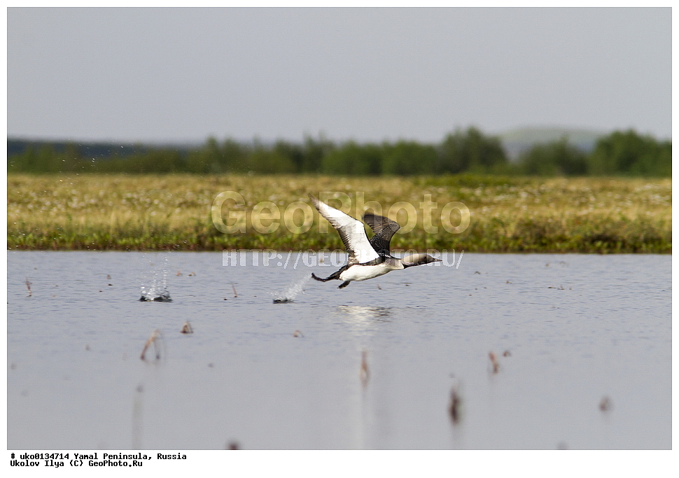 �������, ��������, ����, �����-�������� ���������� �����, ��������� �������, �������� ������, �������-��������� �����������, ���������, ����������, ��������, ������, ��������, ��������, �����, �����, ��������, �����������, ������� �����, ������� �����, XYZ, ���������, Gaviidae, ���������� ������, Gavia arctica