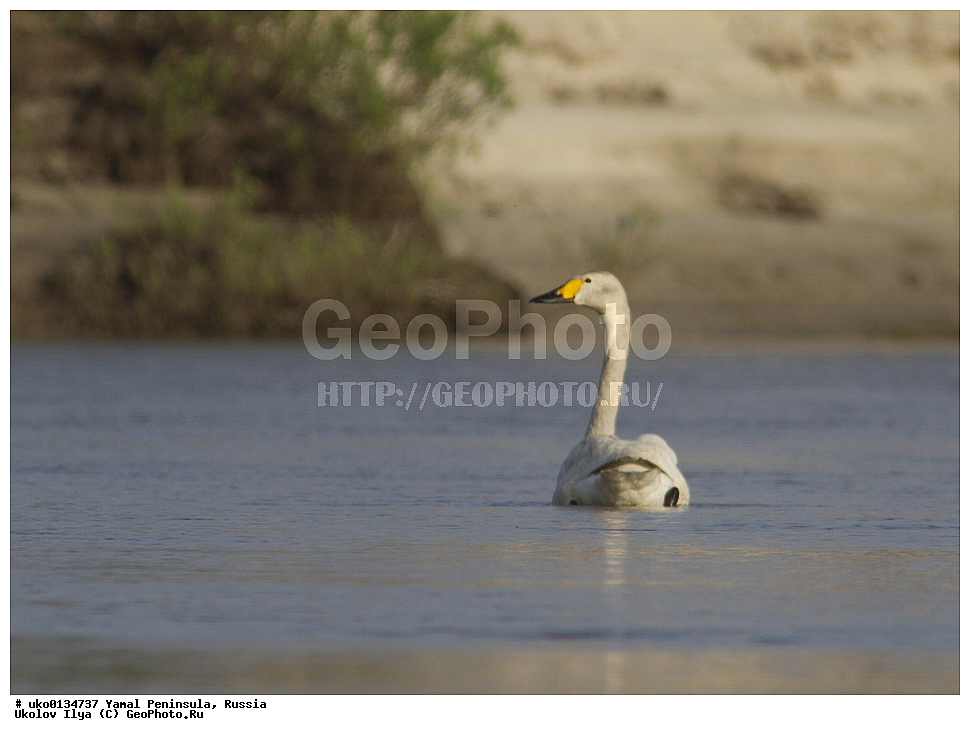 �������, ��������, ����, �����-�������� ���������� �����, ��������� �������, �������� ������, �������-��������� �����������, ���������, ����������, ��������, ������, ��������, ��������, �����, �����, ��������, �����������, �����������������, ������������� �����, ������������� �����, XYZ, ������, Anatidae, ����� ������, Cygnus bewickii