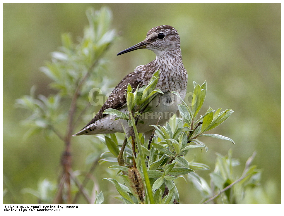 �������, ��������, ����, �����-�������� ���������� �����, ��������� �������, �������� ������, �������-��������� �����������, ���������, ����������, ��������, ������, ��������, ��������, �����, �����, ��������, �����������, �����, ������, XYZ, ���������, Scolopacidae, ����, Tringa glareola