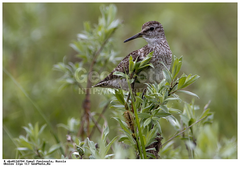 �������, ��������, ����, �����-�������� ���������� �����, ��������� �������, �������� ������, �������-��������� �����������, ���������, ����������, ��������, ������, ��������, ��������, �����, �����, ��������, �����������, �����, ������, XYZ, ���������, Scolopacidae, ����, Tringa glareola