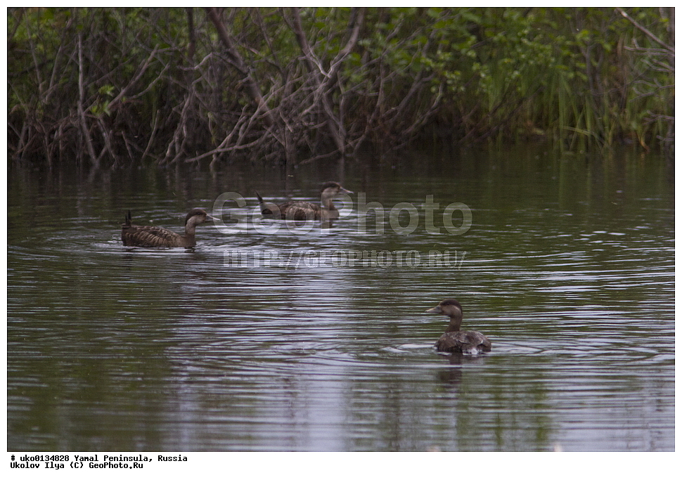  �������, ��������, ����, �����-�������� ���������� �����, ��������� �������, �������� ������, �������-��������� �����������, ���������, ����������, ��������, ������, ��������, ��������, �����, �����, ��������, �����������, �����������������, ������������� �����, ������������� �����, XYZ, ������, Anatidae, ������,  Melanitta nigra