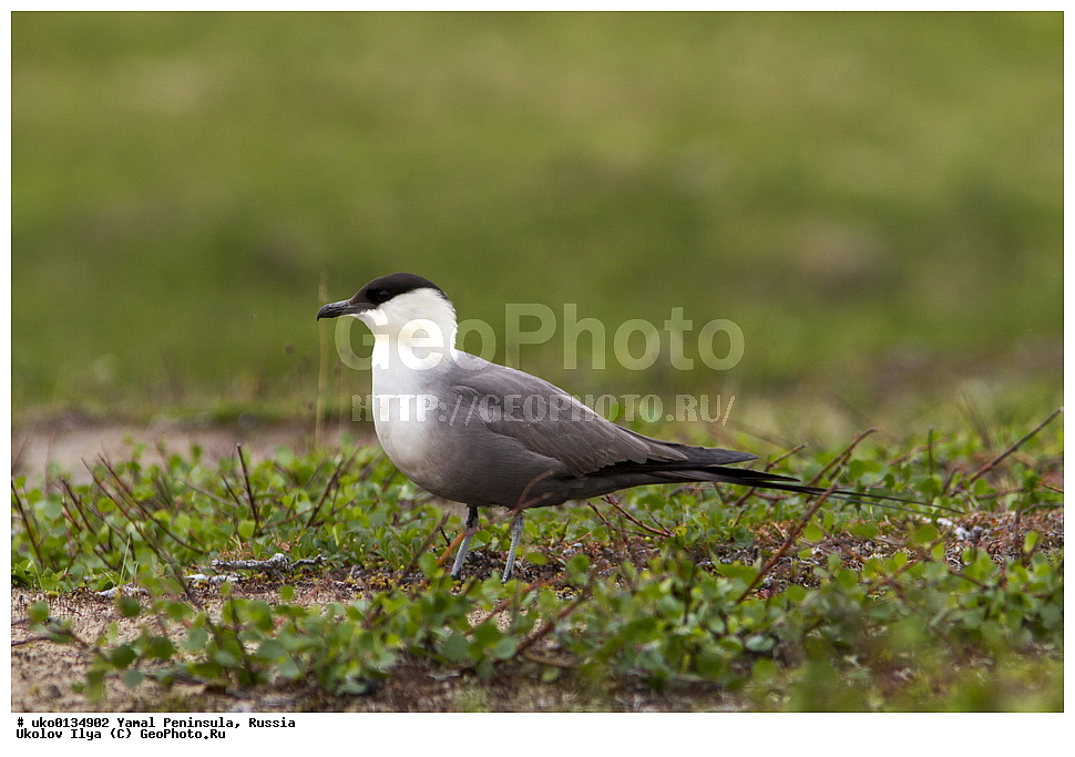 �������, ��������, ����, �����-�������� ���������� �����, ��������� �������, �������� ������, �������-��������� �����������, ���������, ����������, ��������, ������, ��������, ��������, �����, �����, ��������, �����������, ������� �����, ������� �����, XYZ, ������������, Stercorariidae, ������������� ��������, Stercorarius longicaudus