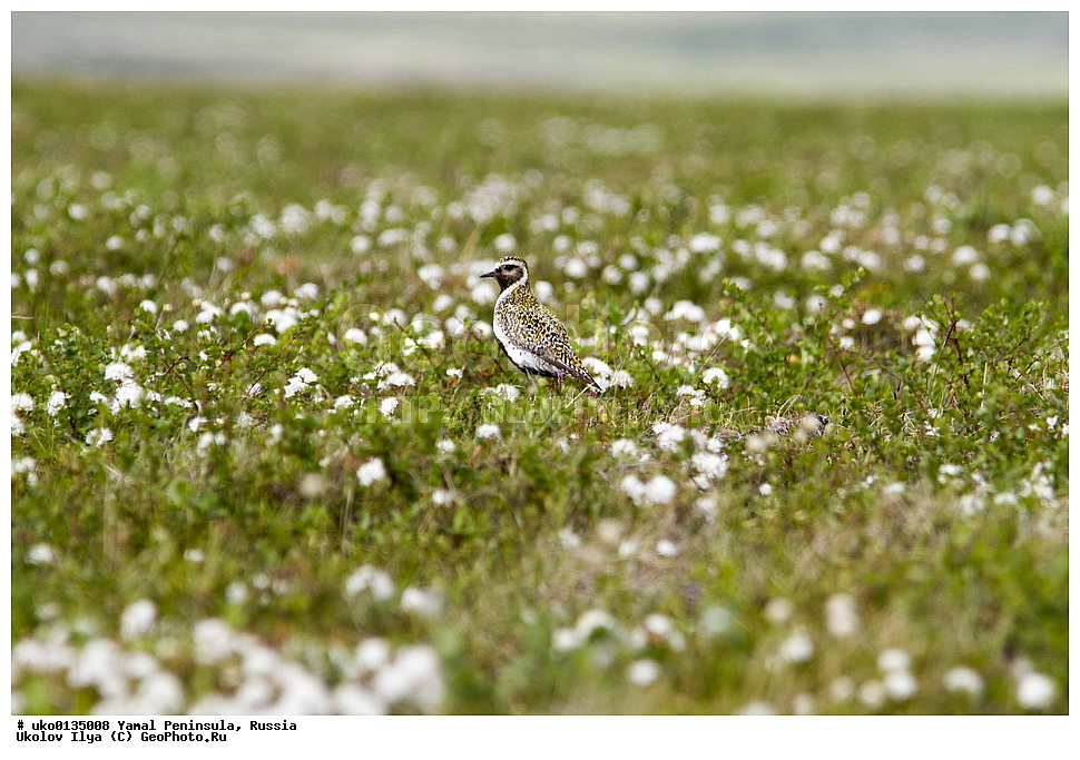 �������, ��������, ����, �����-�������� ���������� �����, ��������� �������, �������� ������, �������-��������� �����������, ���������, ����������, ��������, ������, ��������, ��������, �����, �����, ��������, �����������, �����, ������, XYZ, ���������, Charadriidae, ���������� ������, Pluvialis apricaria