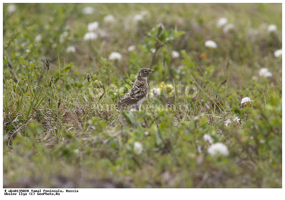 �������, ��������, ����, �����-�������� ���������� �����, ��������� �������, �������� ������, �������-��������� �����������, ���������, ����������, ��������, ������, ��������, ��������, �����, �����, ��������, �����������, XYZ, ������������, Alaudidae, ������� ���������, ���, Eremophila alpestris