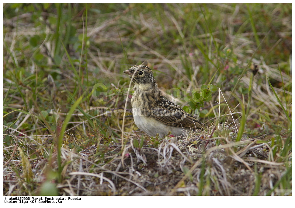 �������, ��������, ����, �����-�������� ���������� �����, ��������� �������, �������� ������, �������-��������� �����������, ���������, ����������, ��������, ������, ��������, ��������, �����, �����, ��������, �����������, XYZ, ������������, Alaudidae, ������� ���������, ���, Eremophila alpestris