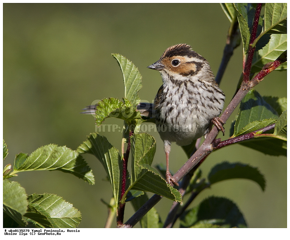 �������, ��������, ����, �����-�������� ���������� �����, ��������� �������, �������� ������, �������-��������� �����������, ���������, ����������, ��������, ������, ��������, ��������, �����, �����, ��������, �����������, XYZ, ����������, Emberizidae, �������-������, Emberiza pusilla