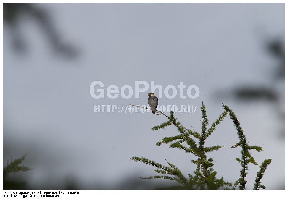 �������, ��������, ����, �����-�������� ���������� �����, ��������� �������, �������� ������, �������-��������� �����������, ���������, ����������, ��������, ������, ��������, ��������, �����, �����, ��������, �����������, ������ �����, ������ �����, XYZ, ���������, Falconidae, �������, �������, �������, ���������, ��������, �����, �������, ��������, Falco columbarius