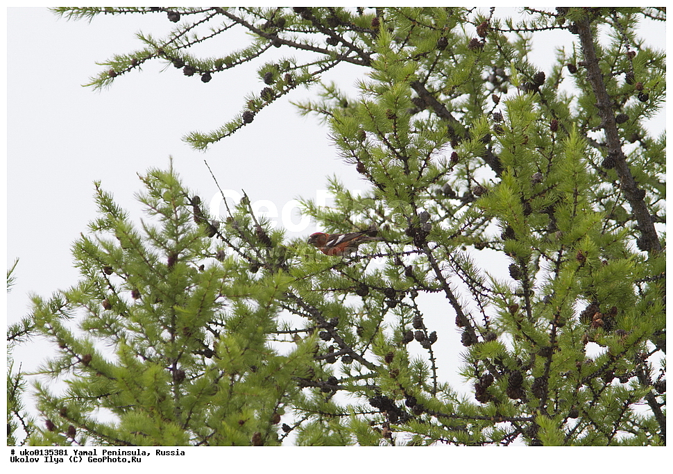 �������, ��������, ����, �����-�������� ���������� �����, ��������� �������, �������� ������, �������-��������� �����������, ���������, ����������, ��������, ������, ��������, ��������, �����, �����, ��������, �����������, XYZ, ���������, Fringillidae, ���������� ����, ���������� �����, Loxia leucoptera