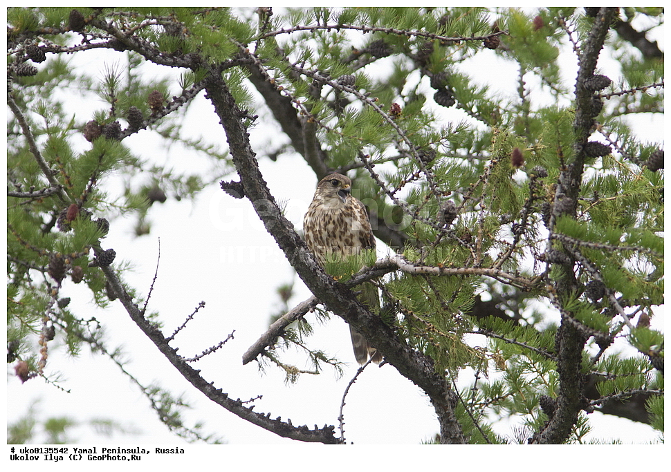 �������, ��������, ����, �����-�������� ���������� �����, ��������� �������, �������� ������, �������-��������� �����������, ���������, ����������, ��������, ������, ��������, ��������, �����, �����, ��������, �����������, ������ �����, ������ �����, XYZ, ���������, Falconidae, �������, �������, �������, ���������, ��������, �����, �������, ��������, Falco columbarius