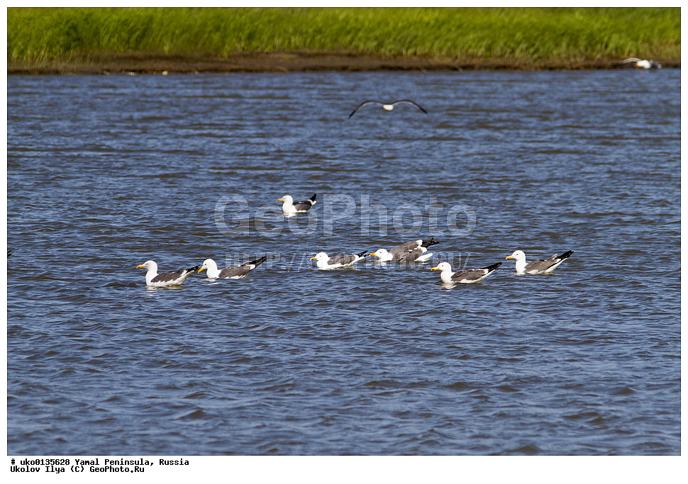  �������, ��������, ����, �����-�������� ���������� �����, ��������� �������, �������� ������, �������-��������� �����������, ���������, ����������, ��������, ������, ��������, ��������, �����, �����, ��������, �����������, ������� �����, ������� �����, XYZ, ��������, Laridae, �����, Larus heuglini, ��������� �����, �������-��������� �����