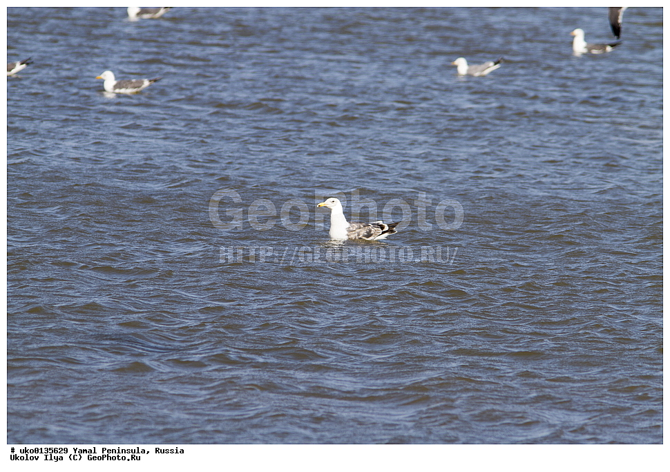  �������, ��������, ����, �����-�������� ���������� �����, ��������� �������, �������� ������, �������-��������� �����������, ���������, ����������, ��������, ������, ��������, ��������, �����, �����, ��������, �����������, ������� �����, ������� �����, XYZ, ��������, Laridae, �����, Larus heuglini, ��������� �����, �������-��������� �����