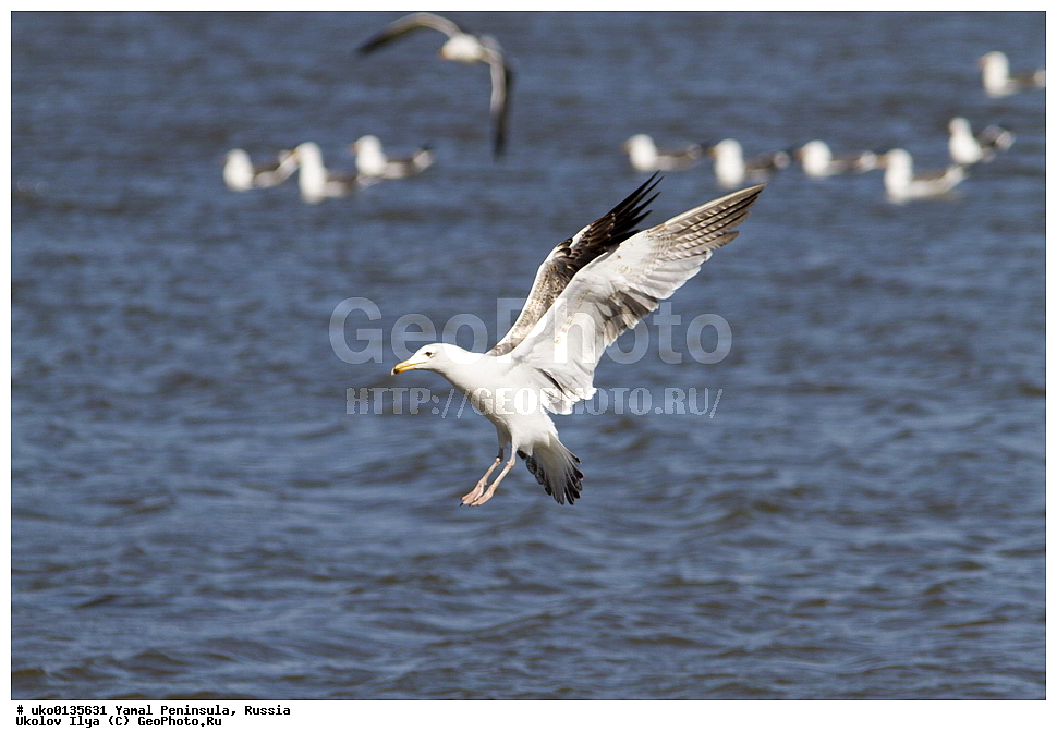  �������, ��������, ����, �����-�������� ���������� �����, ��������� �������, �������� ������, �������-��������� �����������, ���������, ����������, ��������, ������, ��������, ��������, �����, �����, ��������, �����������, ������� �����, ������� �����, XYZ, ��������, Laridae, �����, Larus heuglini, ��������� �����, �������-��������� �����