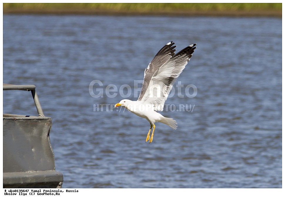  �������, ��������, ����, �����-�������� ���������� �����, ��������� �������, �������� ������, �������-��������� �����������, ���������, ����������, ��������, ������, ��������, ��������, �����, �����, ��������, �����������, ������� �����, ������� �����, XYZ, ��������, Laridae, �����, Larus heuglini, ��������� �����, �������-��������� �����