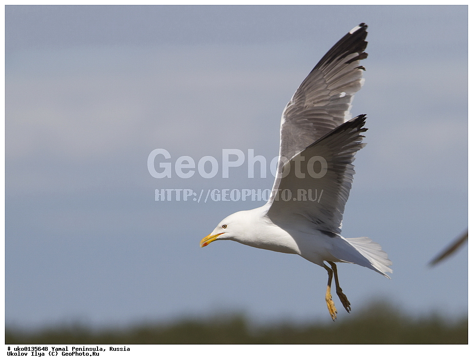  �������, ��������, ����, �����-�������� ���������� �����, ��������� �������, �������� ������, �������-��������� �����������, ���������, ����������, ��������, ������, ��������, ��������, �����, �����, ��������, �����������, ������� �����, ������� �����, XYZ, ��������, Laridae, �����, Larus heuglini, ��������� �����, �������-��������� �����