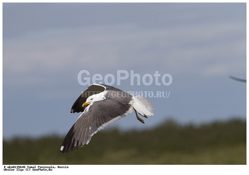  �������, ��������, ����, �����-�������� ���������� �����, ��������� �������, �������� ������, �������-��������� �����������, ���������, ����������, ��������, ������, ��������, ��������, �����, �����, ��������, �����������, ������� �����, ������� �����, XYZ, ��������, Laridae, �����, Larus heuglini, ��������� �����, �������-��������� �����