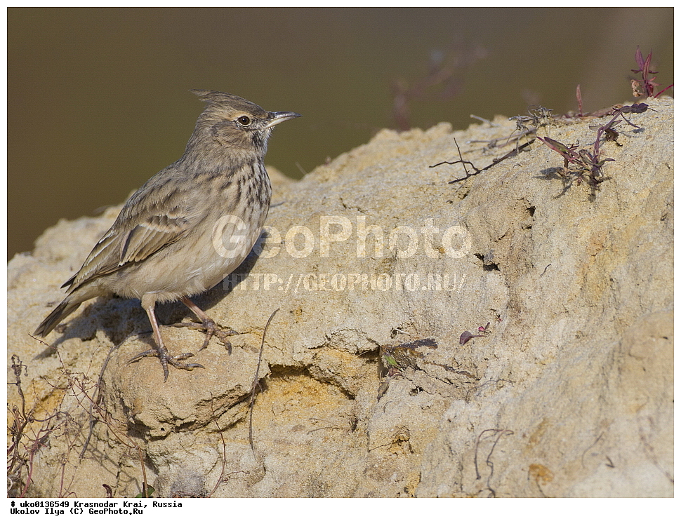 ������������� ����, ������������ ���������, ������, ��������, ��������, �����, �����, ��������, �����������, XYZ, ������������, Alaudidae, �������� ���������, Galerida cristata