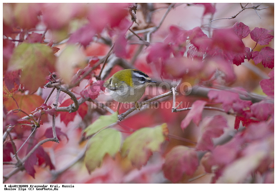 ������������� ����, ������������ ���������, ������, ��������, ��������, �����, �����, ��������, �����������, XYZ, �����������, Regulidae, ������������� ������, ������������� �������, Regulus ignicapilla, Regulus ignicapillus