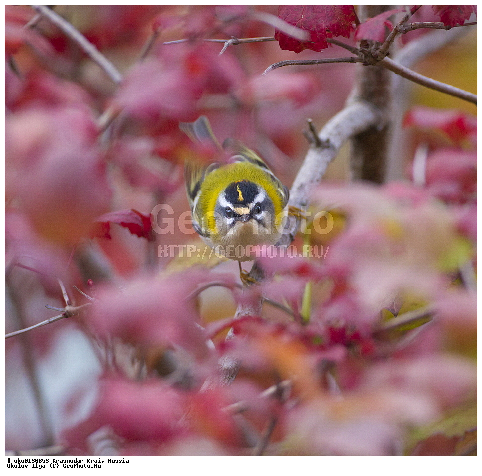 ������������� ����, ������������ ���������, ������, ��������, ��������, �����, �����, ��������, �����������, XYZ, �����������, Regulidae, ������������� ������, ������������� �������, Regulus ignicapilla, Regulus ignicapillus