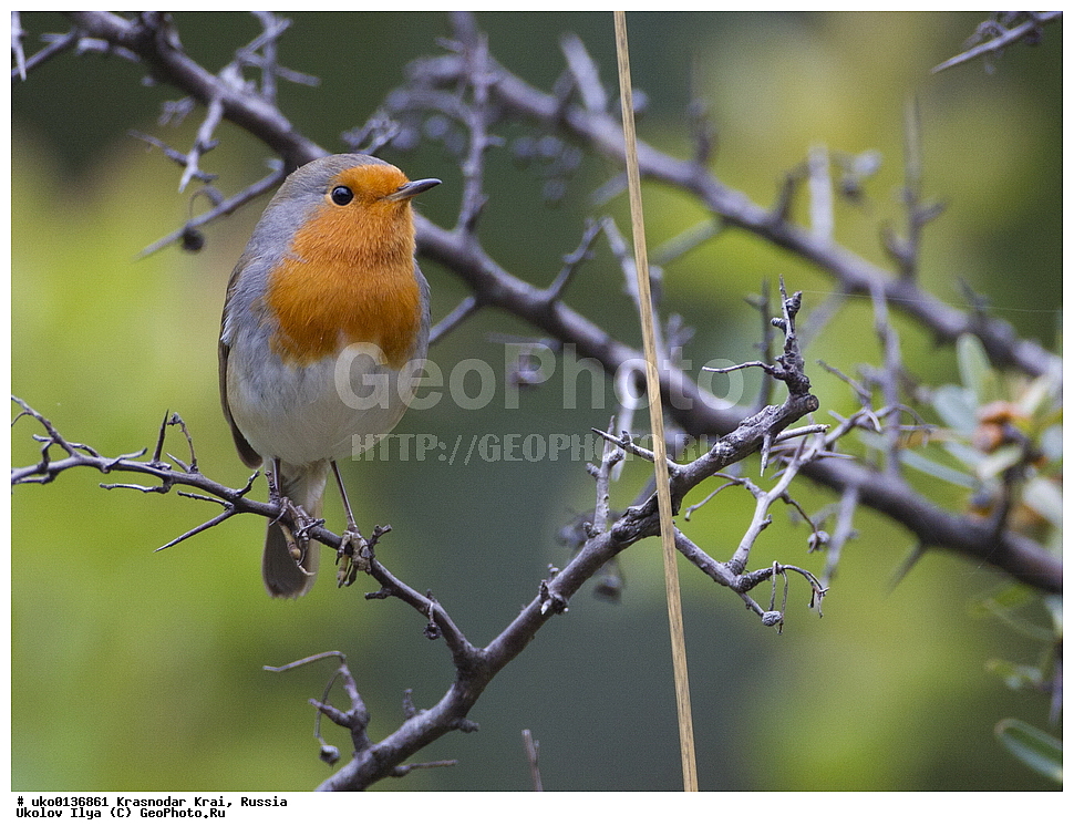 ������������� ����, ������������ ���������, ������, ��������, ��������, �����, �����, ��������, �����������, XYZ, ������������, Muscicapidae, �������, Erithacus rubecula
