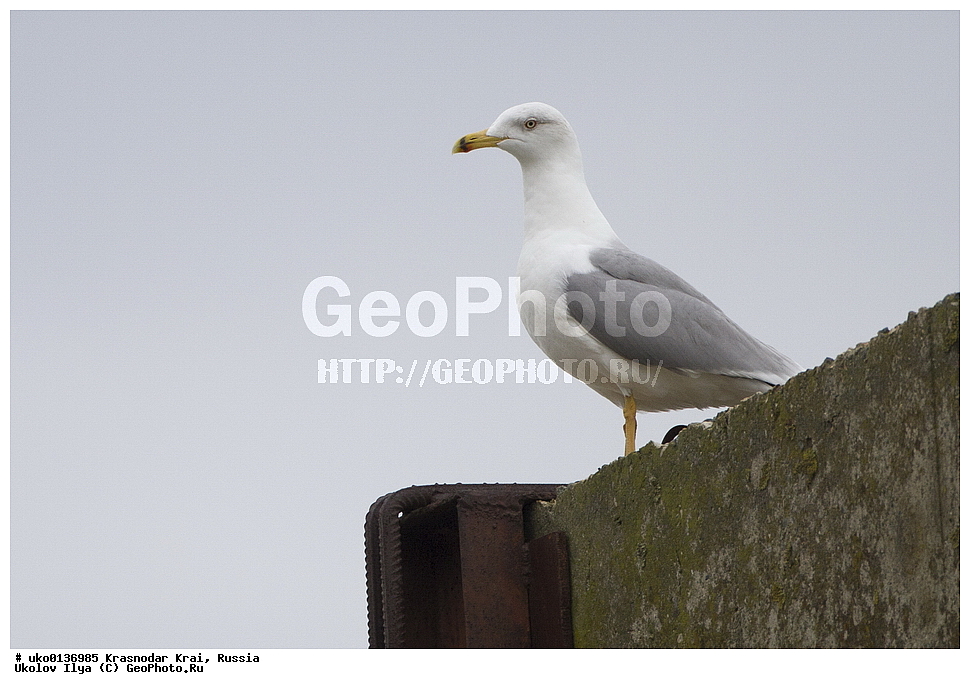 ������������� ����, ������������ ���������, ������, ��������, ��������, ��������, �����������, ������� �����, ������� �����, XYZ, ��������, Laridae, ����������������� �����, Larus michahellis