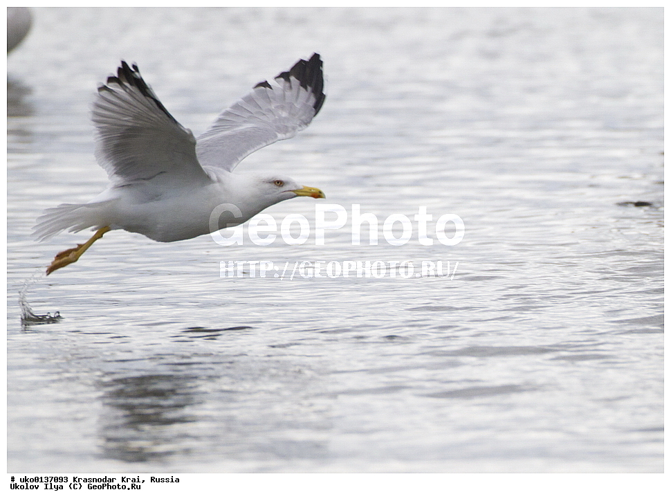 ������������� ����, ������������ ���������, ������, ��������, ��������, ��������, �����������, ������� �����, ������� �����, XYZ, ��������, Laridae, ����������������� �����, Larus michahellis