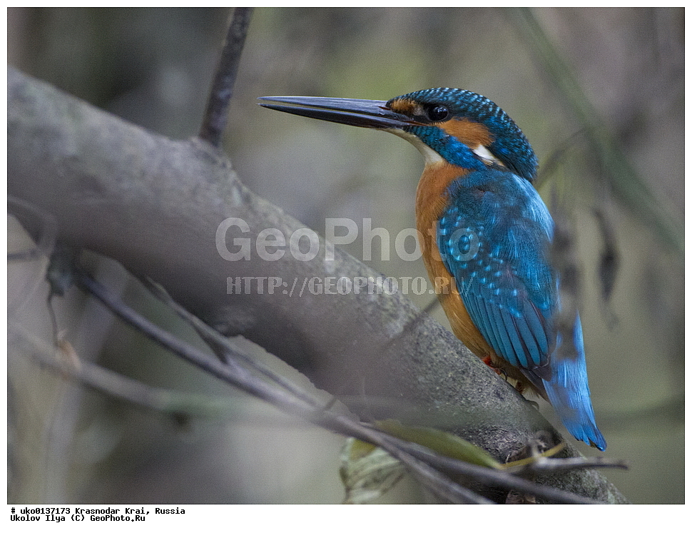 ������������� ����, ������������ ���������, ������, ��������, ��������, �����, �����, ��������, �����������, XYZ, ������������, Alcedinidae, ������������ ���������, Alcedo atthis