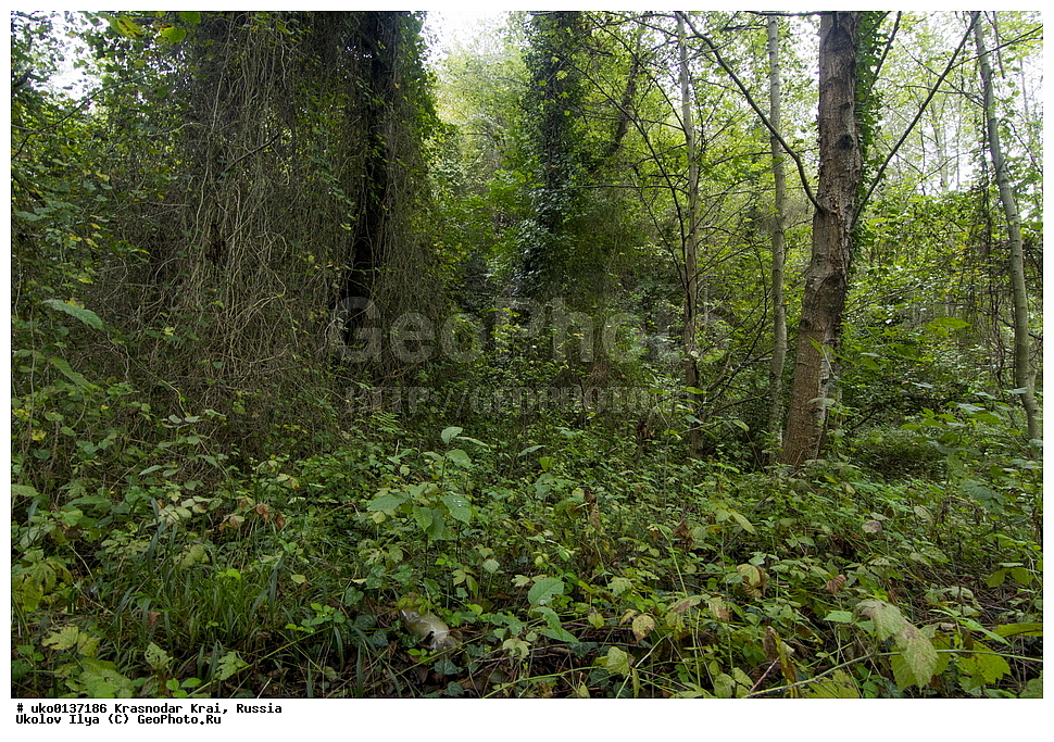 ������������� ����, ������������ ���������, ������, ��������, ��������, �����, �����, ��������, �����������, XYZ, �����������, Regulidae, ������������� ������, ������������� �������, Regulus ignicapilla, Regulus ignicapillus, ������