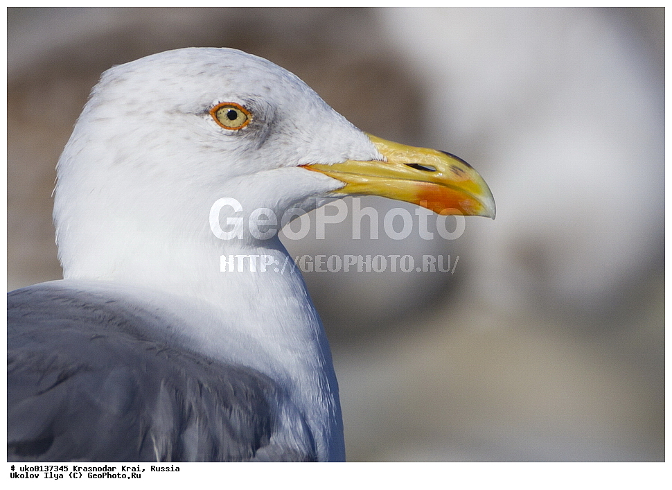 ������������� ����, ������������ ���������, ������, ��������, ��������, ��������, �����������, ������� �����, ������� �����, XYZ, ��������, Laridae, ����������������� �����, Larus michahellis