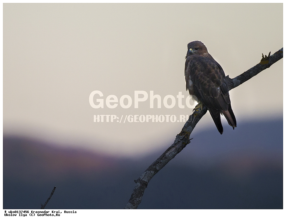 ������������� ����, ������������ ���������, ������, ��������, ��������, �����, �����, ��������, �����������, ������ �����, ������ �����, XYZ, ����������, Accipitridae, ������������ �����, C����, Buteo buteo