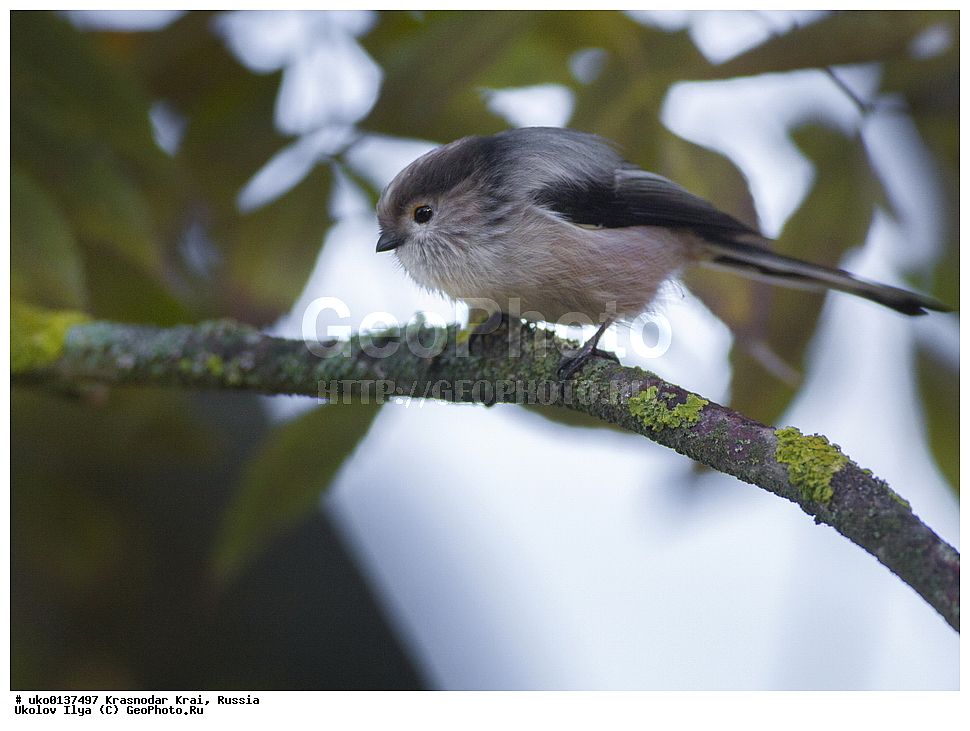 ������������� ����, ������������ ���������, ������, ��������, ��������, �����, �����, ��������, �����������, XYZ, ������������� ������, ����������, Aegithalidae, ������������� ������, ���������, Aegithalos caudatus, ����������, ����������� 